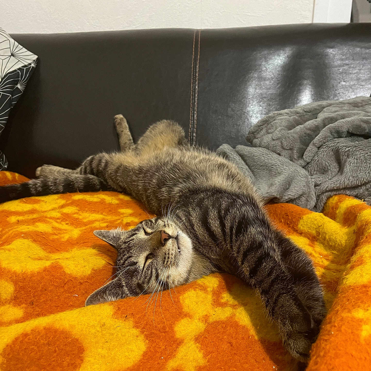 Usher a rejoint le concours — aidez-le/la à gagner de superbes lots ! abyssinian, animal, architecture, bed, bedroom, blanket, building, cat, couch, cushion, furniture, homedecor, indoors, kitten, manx, person, pet, quilt, room, sleeping