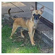 Baby Girl joined the competition — help win amazing prizes! dog, small_dog, outdoor, grass, concrete, step, building, alert, ears_up, tail_up, brown_dog, pet, canine, side_view, standing, animal, daylight, nature, curious, mammal