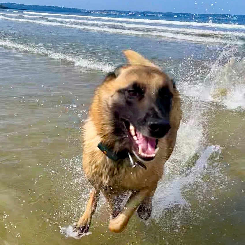 Ross participe au concours pour gagner de l'argent avec cette photo : animal, beach, canine, dog, fun, german_shepherd, happy, motion, nature, ocean, outdoor, pet, playful, running, shore, sky, splash, summer, water, wave