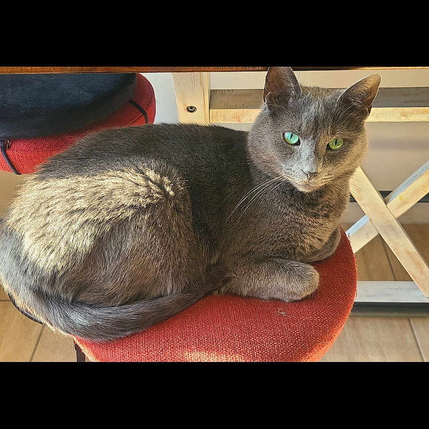 Zero joined the competition — help win amazing prizes! abyssinian, animal, architecture, building, canine, cat, chair, couch, cushion, dog, furniture, homedecor, indoors, interiordesign, kitten, livingroom, manx, pet, room, wood
