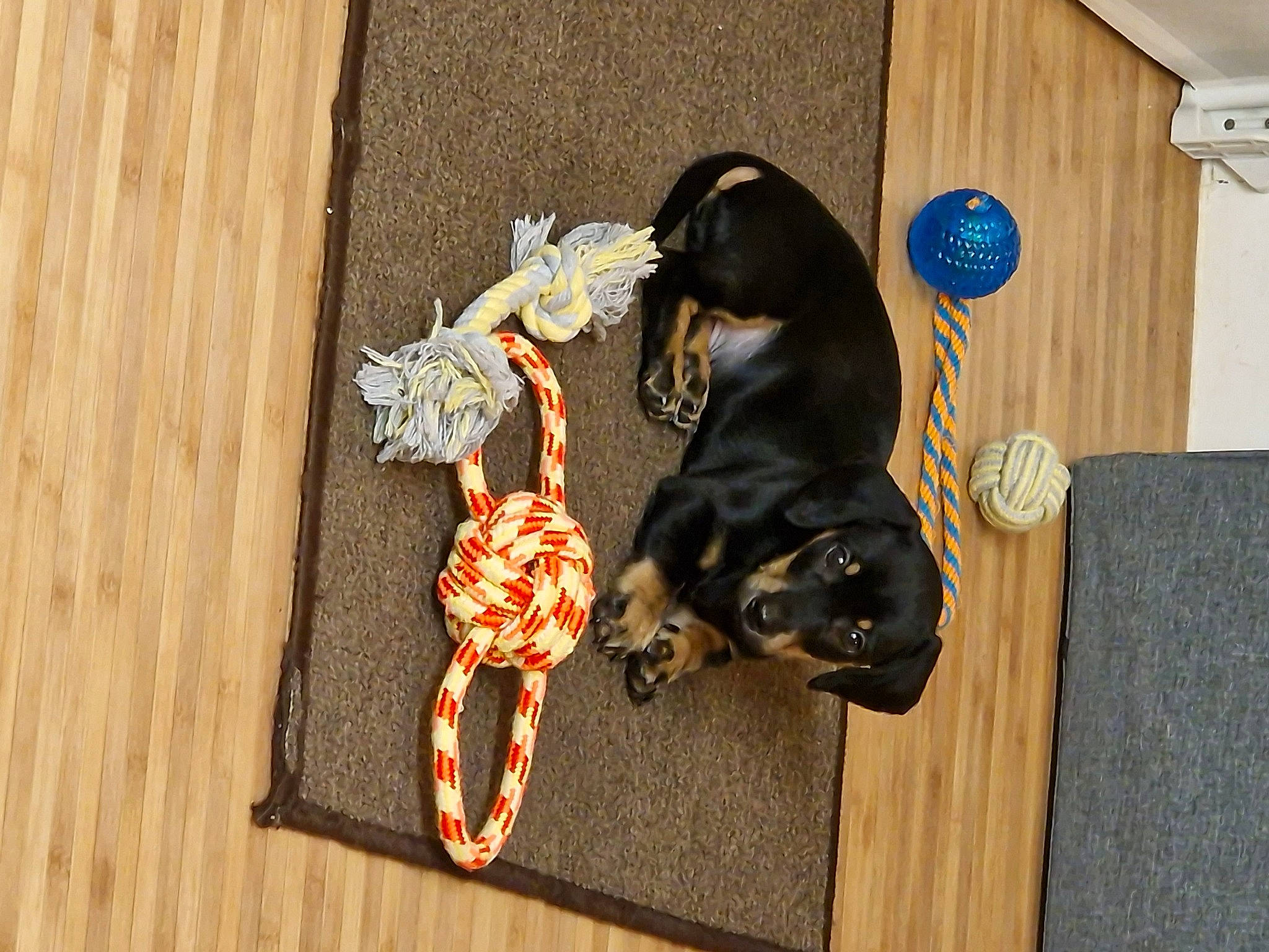 Fudge joined the competition — help win amazing prizes! carnivore, companion_dog, dog, dog_breed, dog_supply, fashion_accessory, fawn, flooring, fur, guard_dog, hardwood, jewellery, pattern, pinscher, sporting_group, tail, toy_dog, vertebrate, wood, working_animal