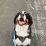 dog, bernese_mountain_dog, puppy, happy, smiling, leash, outdoor, pavement, path, grass, sitting, pet, canine, fur, black_fur, white_fur, brown_fur, cute, animal, nature