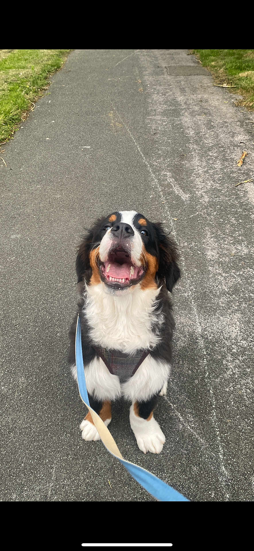 Teddy is registered to the contest to win money with this photo: dog, bernese_mountain_dog, puppy, happy, smiling, leash, outdoor, pavement, path, grass, sitting, pet, canine, fur, black_fur, white_fur, brown_fur, cute, animal, nature