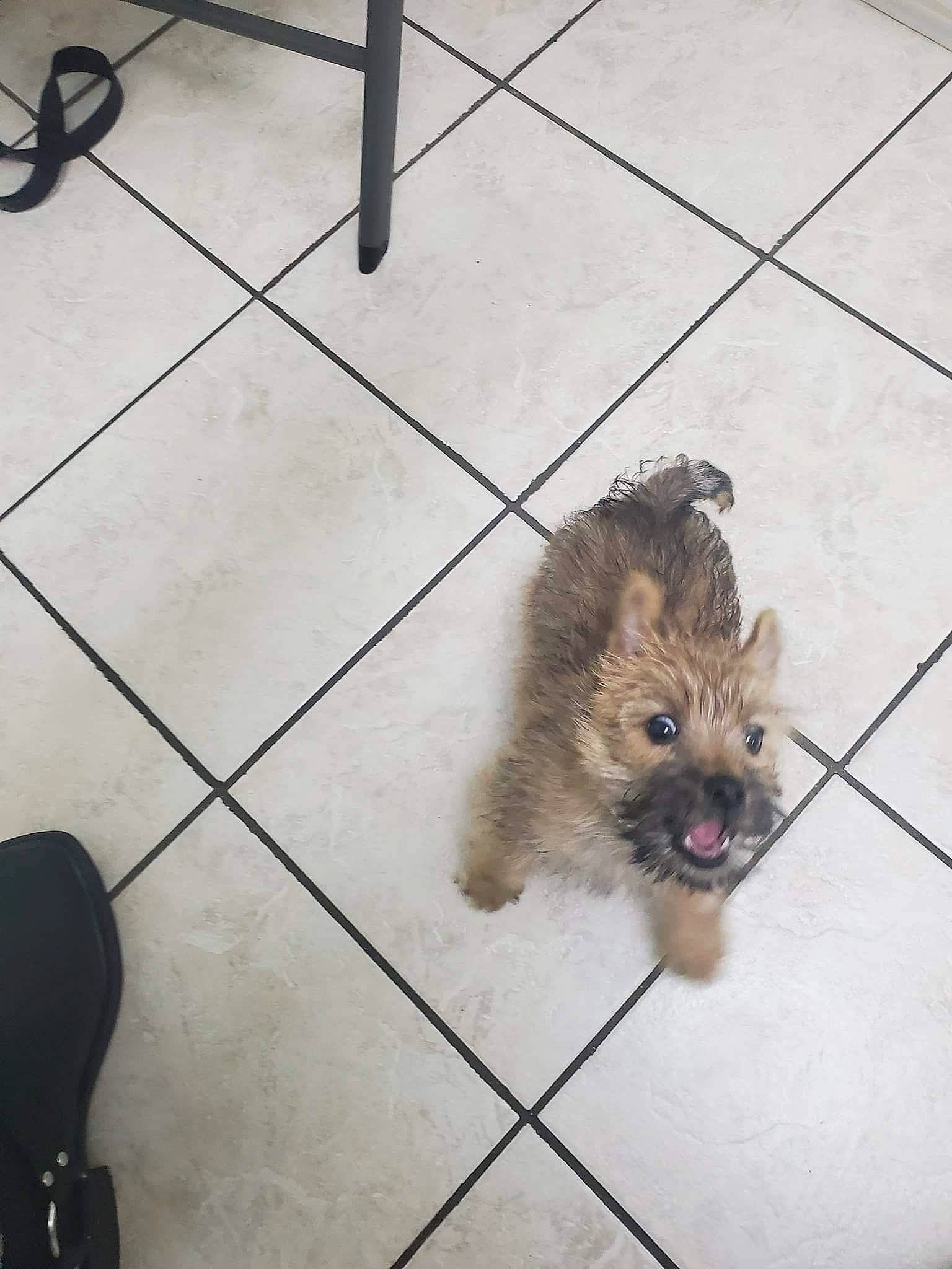 Winky is registered to the contest to win money with this photo: bolonka, cairn_terrier, canidae, carnivore, dog, dog_breed, fawn, glen_of_imaal_terrier, mammal, morkie, non_sporting_group, norwich_terrier, puppy, rare_breed_dog, shih_tzu, small_terrier, sporting_lucas_terrier, terrier, toy_dog, vertebrate