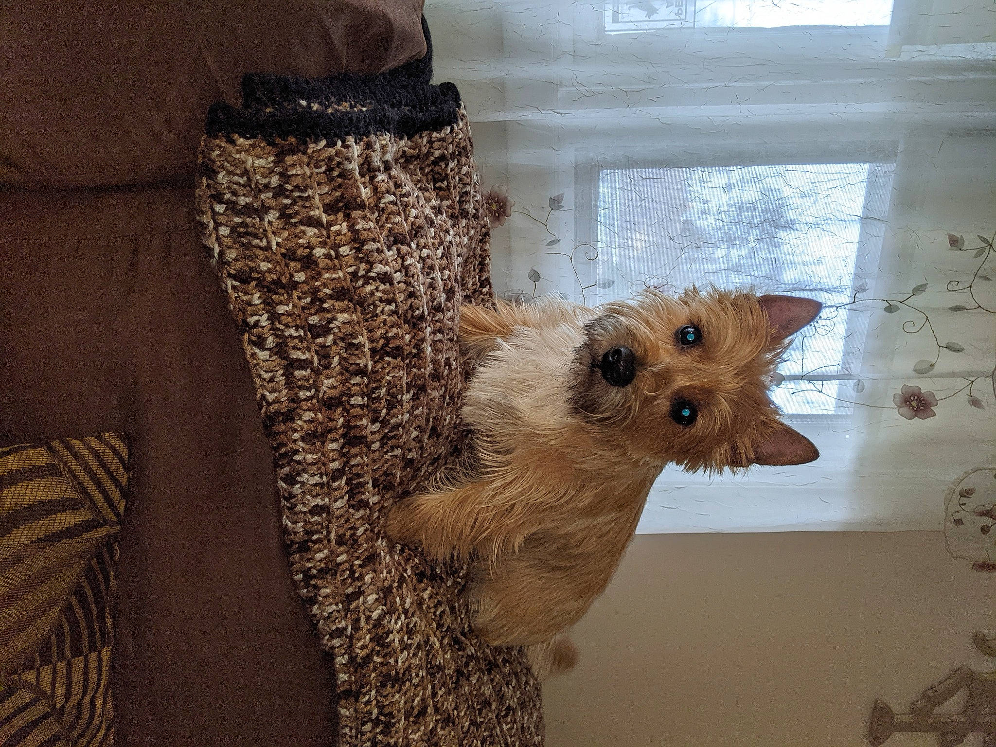 Winky is registered to the contest to win money with this photo: bag, carnivore, chair, comfort, fashion_design, fawn, felidae, flooring, fur, luggage_and_bags, room, shelf, small_to_medium_sized_cats, stuffed_toy, tail, twig, visual_arts, whiskers, window, wood