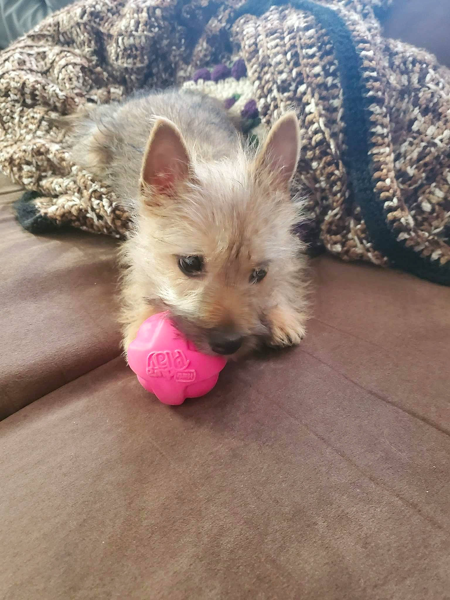 Winky is registered to the contest to win money with this photo: australian_terrier, cairn_terrier, canidae, carnivore, dog, dog_breed, fawn, mammal, norwich_terrier, puppy, rare_breed_dog, small_terrier, snout, terrier, vertebrate, west_highland_white_terrier