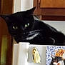 cat, black_cat, tuxedo_cat, whiskers, green_eyes, refrigerator, magnet, kitchen_cabinet, indoor, pet, close_up, appliance, sticker, photo_magnet, relaxed, lounging, portrait, feline, home, wooden_cabinet