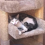 Patch joined the competition — help win amazing prizes! animal, carpeted, cat, cat_tree, companion, cozy, cute, ears, feline, fur, home, indoor, mammal, paws, pet, quiet, relaxed, resting, sleepy, whiskers