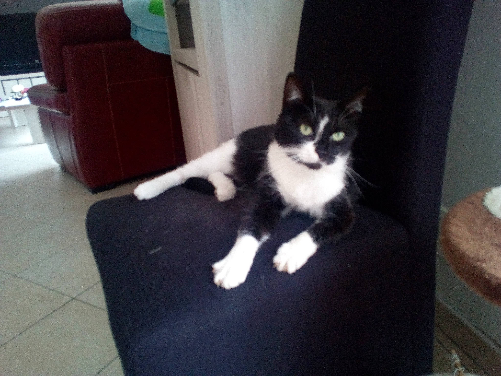 Lillo a rejoint le concours — aidez-le/la à gagner de superbes lots ! canidae, carnivore, cat, domestic_short_haired_cat, european_shorthair, felidae, fur, kitten, mammal, polydactyl_cat, small_to_medium_sized_cats, tail, whiskers