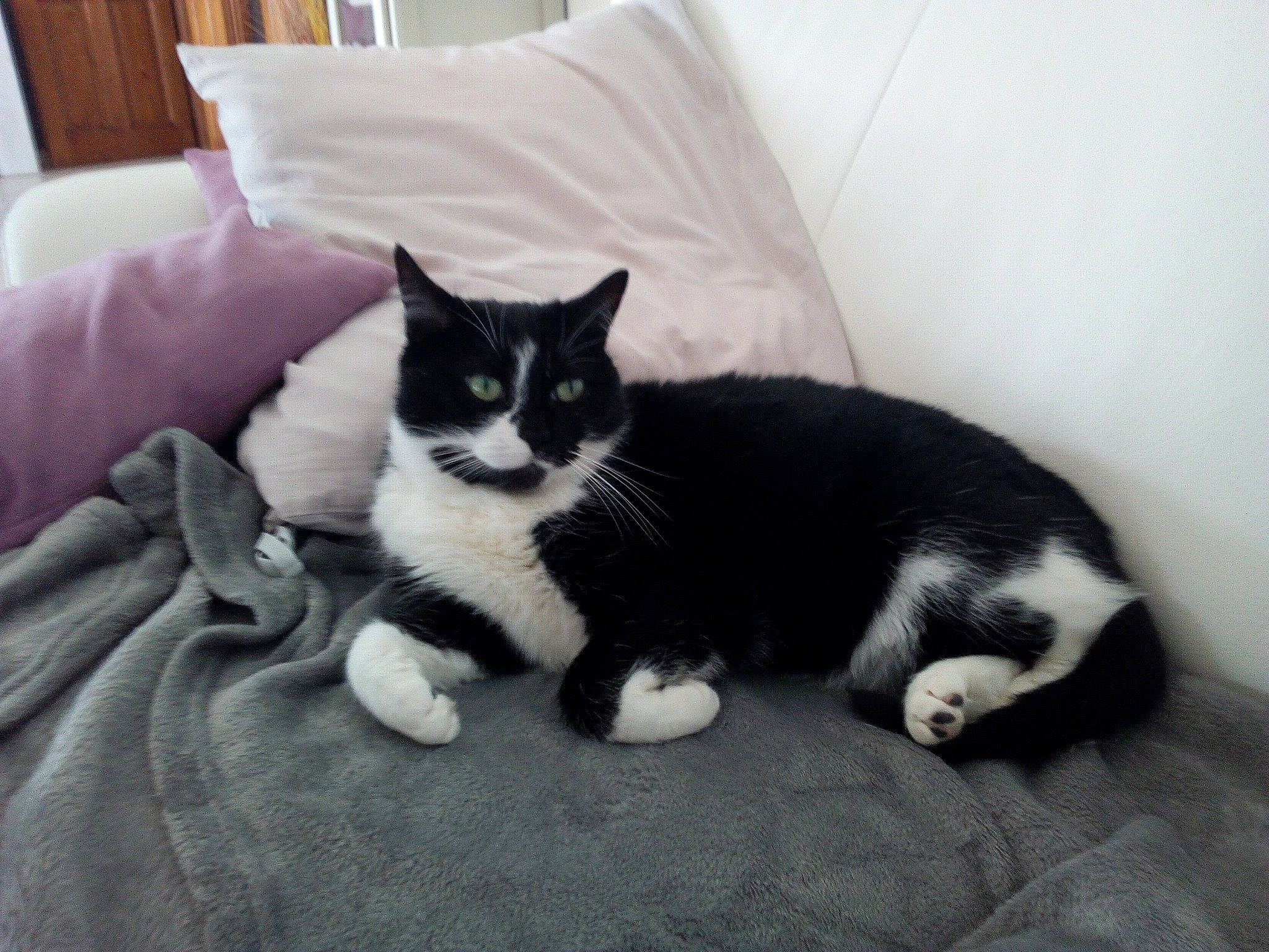 Lillo participe au concours pour gagner de l'argent avec cette photo : american_wirehair, black_and_white, black_cat, carnivore, cat, comfort, domestic_short_haired_cat, european_shorthair, felidae, fur, furniture, kitten, mammal, paw, polydactyl_cat, small_to_medium_sized_cats, tail, whiskers