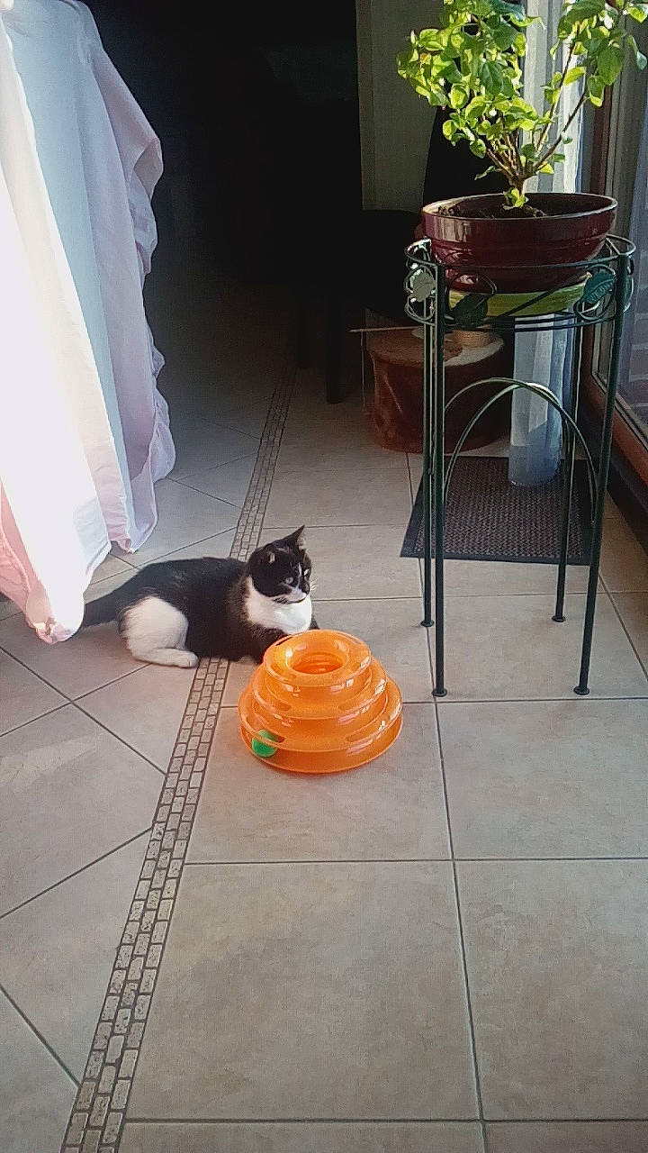 Lillo participe au concours pour gagner de l'argent avec cette photo : carnivore, cat, fawn, felidae, floor, flooring, interior_design, room, small_to_medium_sized_cats, table, tile