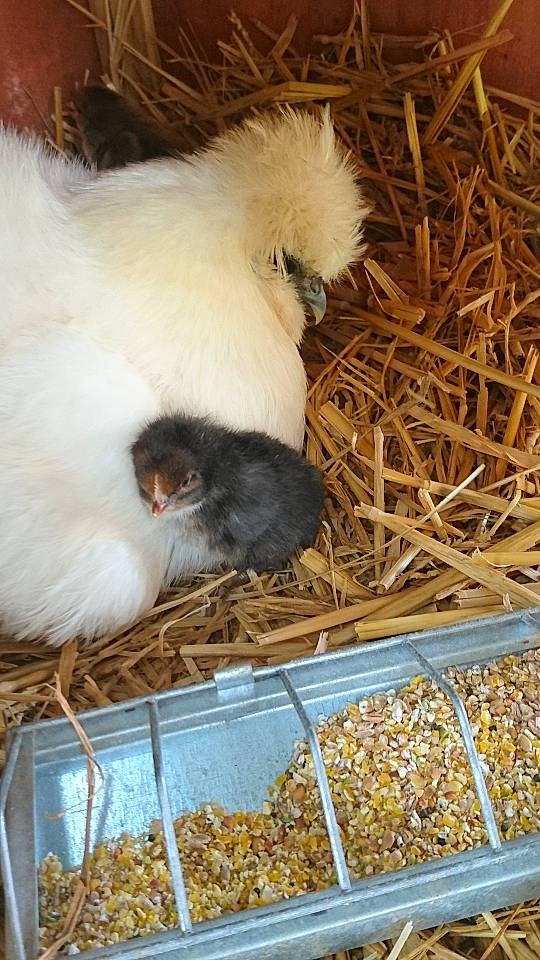 Solange participe au concours pour gagner de l'argent avec cette photo : chicken, domestic_rabbit, guinea_pig, hay, livestock, poultry, rabbit, rabbits_and_hares, straw