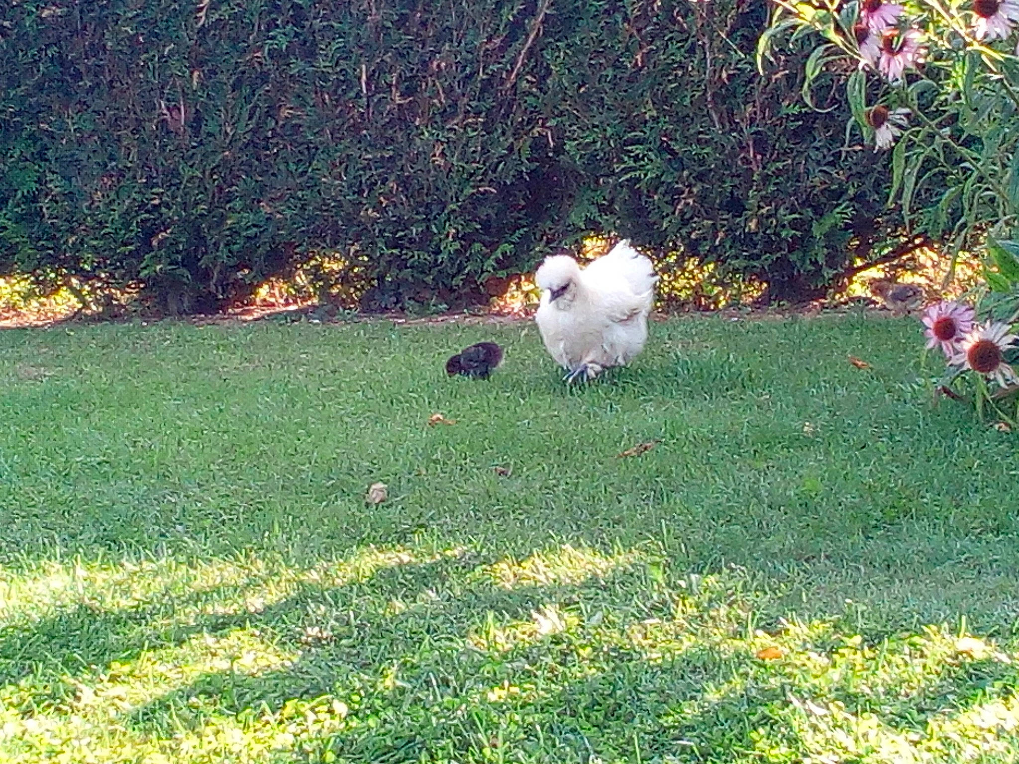 Solange participe au concours pour gagner de l'argent avec cette photo : canidae, carnivore, companion_dog, dog, dog_breed, garden, grass, grass_family, lawn, plant, pomeranian, sporting_group, toy_dog