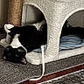 cat, black_and_white_cat, cat_tree, toy, indoor, carpet, rug, playful, pet, cozy, furniture, resting, curious, animal, home, floor, cute, upside_down, relaxed, domestic_cat