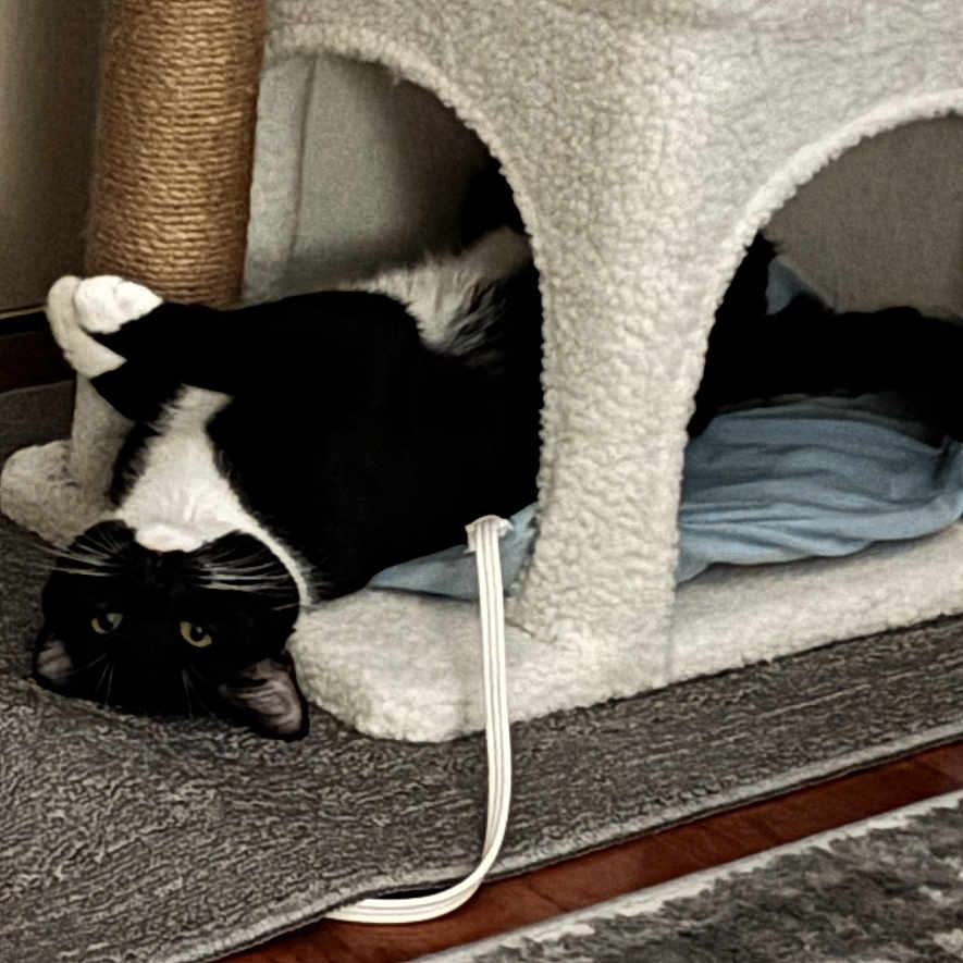 Tuck is registered to the contest to win money with this photo: cat, black_and_white_cat, cat_tree, toy, indoor, carpet, rug, playful, pet, cozy, furniture, resting, curious, animal, home, floor, cute, upside_down, relaxed, domestic_cat