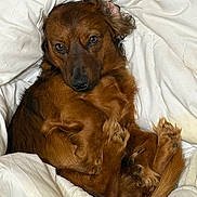 Harvey is registered to the contest to win money with this photo: dog, brown_dog, curled_up, blanket, white_blanket, cozy, indoor, pet, fur, ears, eyes, relaxed, comfortable, sleepy, cute, animal, mammal, paw, tail, resting
