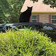 Stormy joined the competition — help win amazing prizes! black_cat, cat, car, car_roof, green_bushes, bushes, brick_house, windows, tree_leaves, outdoor, daylight, shadow, nature, animal, pet, sitting, quiet, residential_area, sunlight, reflection
