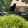 black_cat, cat, car, car_roof, green_bushes, bushes, brick_house, windows, tree_leaves, outdoor, daylight, shadow, nature, animal, pet, sitting, quiet, residential_area, sunlight, reflection