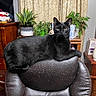 black_cat, cat, leather_chair, indoor, furniture, plants, potted_plants, curtains, books, yellow_eyes, pet, animal, domestic_cat, relaxed, looking_at_camera, cozy, home_interior, wooden_furniture, curled_up, resting