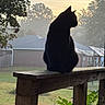 black_cat, silhouette, wooden_railing, outdoor, sunrise, mist, trees, grass, house, roof, fence, nature, pet, animal, quiet, morning, backlit, shadow, calm, contemplative