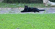Stormy joined the competition — help win amazing prizes! black_cat, cat, animal, stone_statue, dog_statue, grass, greenery, bushes, yard, outdoor, pet, animal_resting, nature, suburban, pathway, relaxing, daylight, quiet, sculpture, summer