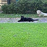 black_cat, cat, animal, stone_statue, dog_statue, grass, greenery, bushes, yard, outdoor, pet, animal_resting, nature, suburban, pathway, relaxing, daylight, quiet, sculpture, summer