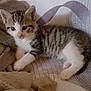 kitten, cat, tabby, pet, animal, cute, fur, whiskers, paw, bed, blanket, resting, young, small, indoor, cozy, striped, sleepy, feline, domestic