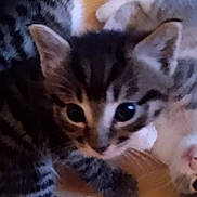 Louna a rejoint le concours — aidez-le/la à gagner de superbes lots ! kitten, cat, animal, pet, fur, cute, indoor, floor, tabby, whiskers, young, playful, closeup, two_animals, domestic, mammal, companionship, resting, eyes, curious