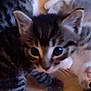 kitten, cat, animal, pet, fur, cute, indoor, floor, tabby, whiskers, young, playful, closeup, two_animals, domestic, mammal, companionship, resting, eyes, curious