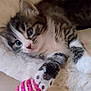 kitten, cat, blue_eyes, paw, toy, pink, striped, soft_surface, fluffy, cute, pet, playful, indoor, animal, feline, young, whiskers, fur, relaxed, curious