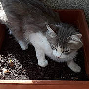 Maya a rejoint le concours — aidez-le/la à gagner de superbes lots ! cat, animal, pet, gray, white, fur, plant_pot, soil, outdoor, sunlight, shadow, curious, whiskers, ears, paw, exploring, container, closeup, texture, nature