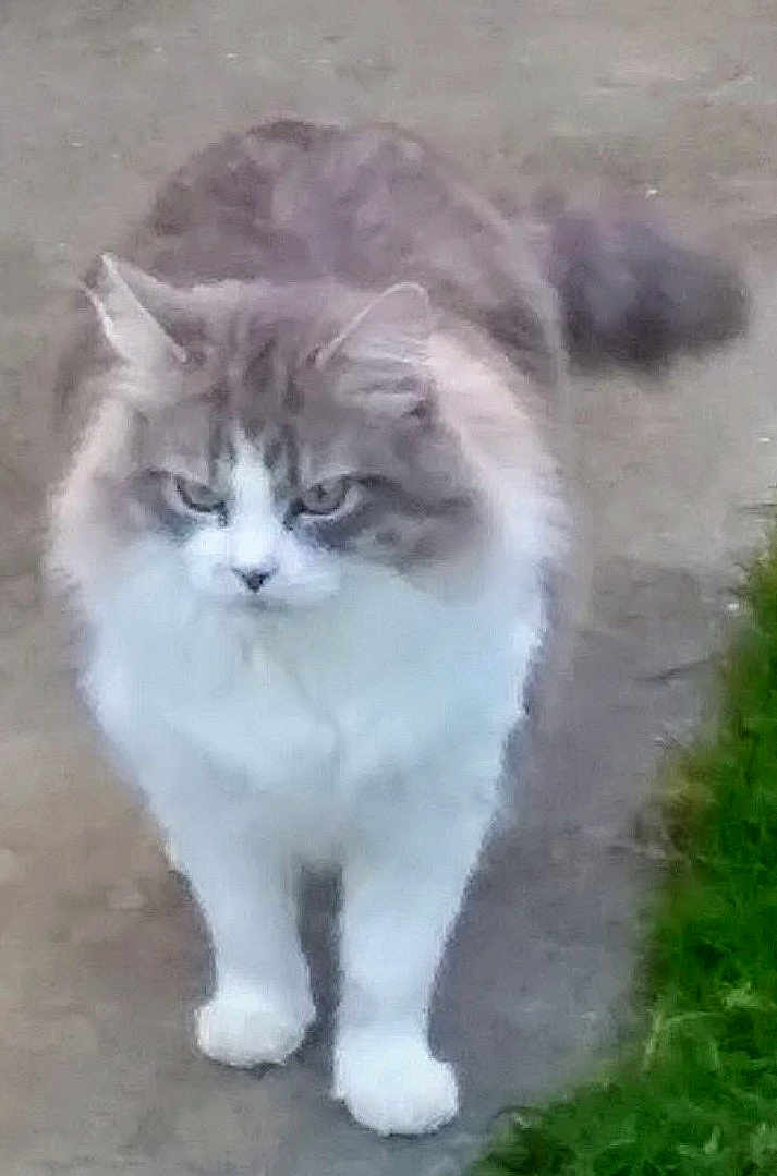 Maya a rejoint le concours — aidez-le/la à gagner de superbes lots ! cat, fluffy, animal, outdoor, grass, pathway, pet, feline, walking, fur, white, gray, nature, cute, face, ears, tail, whiskers, domestic, mammal