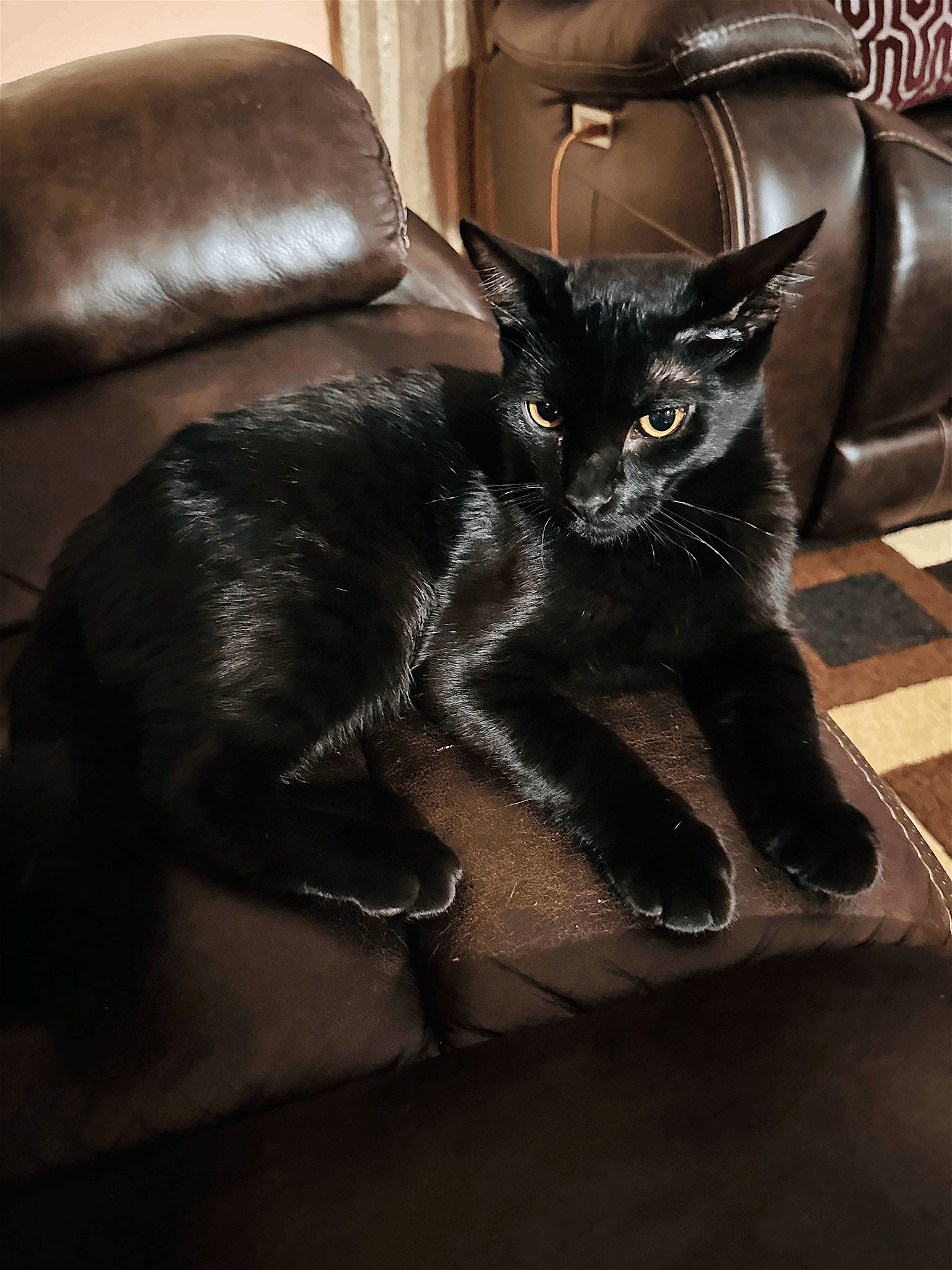 Toby joined the competition — help win amazing prizes! black_cat, bombay, carnivore, cat, comfort, couch, domestic_short_haired_cat, felidae, flooring, fur, furniture, grey, living_room, paw, room, sitting, small_to_medium_sized_cats, snout, tail, whiskers