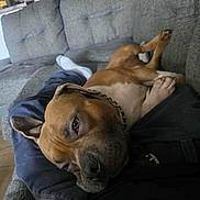 Anu is registered to the contest to win money with this photo: brown_dog, casual, chain_collar, comfort, couch, dog, door, floor, furniture, gray_couch, home, indoor, lap, legs, person, pet, relaxed, resting, sleepy, socks