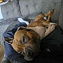 brown_dog, casual, chain_collar, comfort, couch, dog, door, floor, furniture, gray_couch, home, indoor, lap, legs, person, pet, relaxed, resting, sleepy, socks
