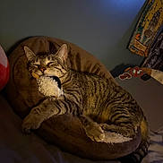 Frankie joined the competition — help win amazing prizes! cat, tabby, sleeping, plush_cushion, toy, indoor, cozy, pet, feline, striped, resting, bed, soft_light, relaxation, animal, cute, domestic_cat, fur, whiskers, comfort