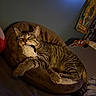 cat, tabby, sleeping, plush_cushion, toy, indoor, cozy, pet, feline, striped, resting, bed, soft_light, relaxation, animal, cute, domestic_cat, fur, whiskers, comfort