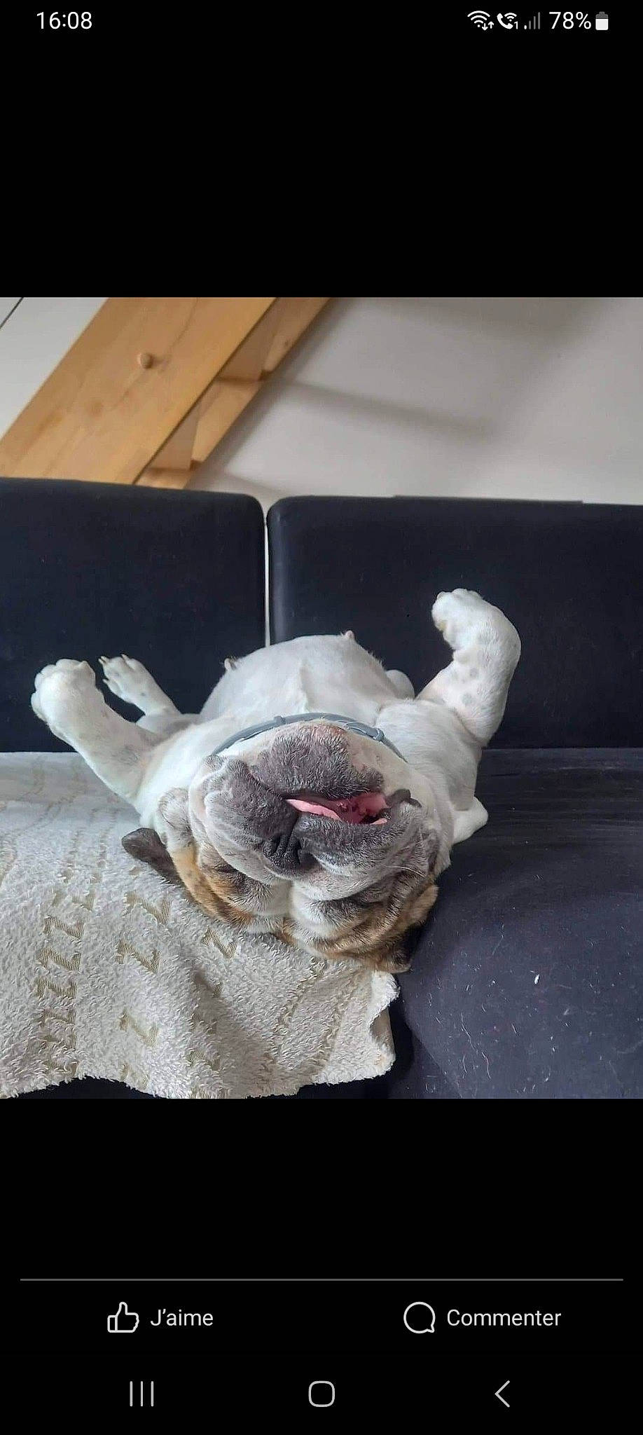 Mila a rejoint le concours — aidez-le/la à gagner de superbes lots ! black_rhinoceros, comfort, computer_keyboard, couch, felidae, flesh, fur, gesture, jaw, linens, paper, room, wood, wrinkle