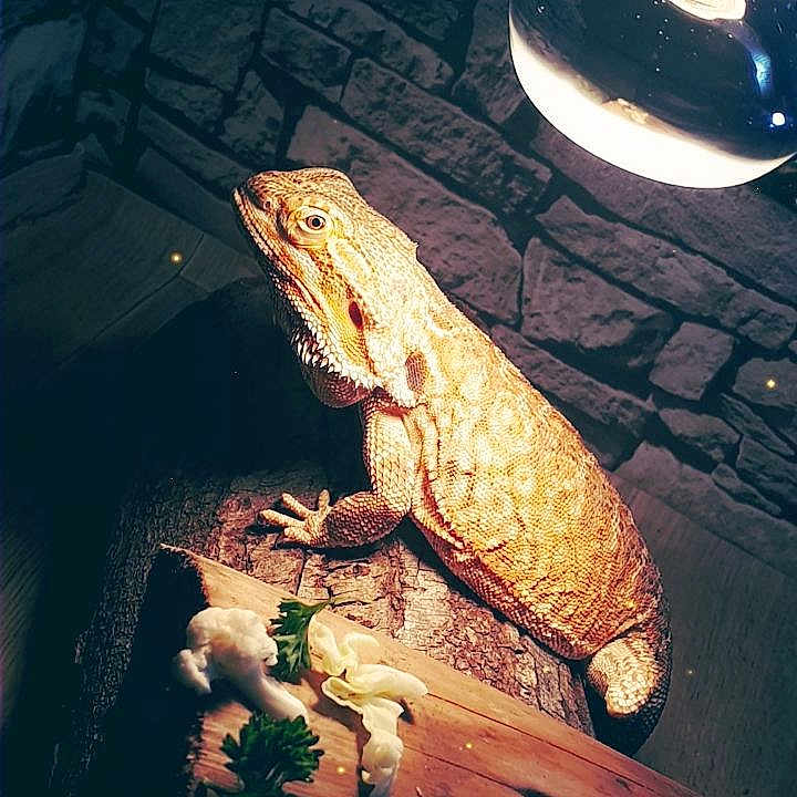 Clementine participe au concours pour gagner de l'argent avec cette photo : amphibian, lizard, reptile, scaled_reptile