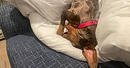 Betty Boo is registered to the contest to win money with this photo: animal, blanket, brown_fur, couch, cozy, cute, dachshund, dog, domestic_animal, fur, furniture, indoor, pet, pink_collar, puppy, relaxing, resting, sleeping, snuggled, white_blanket