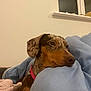 animal, blanket, brown, calm, cozy, cute, dachshund, dog, ears, face, fur, home, indoor, pet, pink_collar, portrait, relaxed, resting, speckled, window