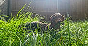 Betty Boo joined the competition — help win amazing prizes! animal, backyard, canine, collar, daytime, dog, fence, garden, grass, greenery, nature, outdoor, peaceful, pet, relaxed, shadows, sunlight, sunny, wild_grass, wooden_fence