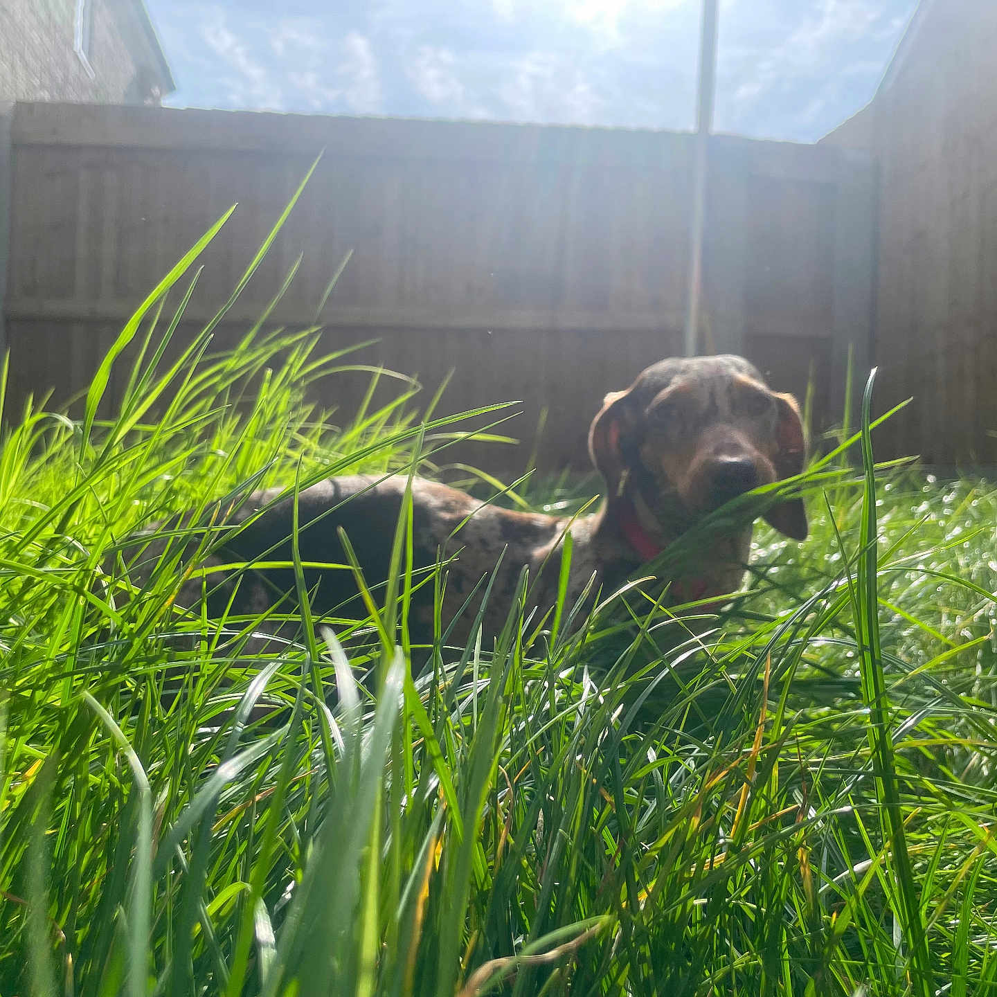 Betty Boo joined the competition — help win amazing prizes! dog, grass, sunlight, backyard, fence, outdoor, pet, nature, greenery, sunny, relaxed, animal, canine, daytime, garden, shadows, peaceful, collar, wooden_fence, wild_grass