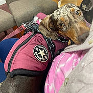 Betty Boo joined the competition — help win amazing prizes! dog, dachshund, pet, indoor, jacket, clothing, leash, person, lap, chair, table, carpet, brown, maroon, eyes, face, cute, resting, cozy, home