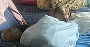 Betty Boo joined the competition — help win amazing prizes! bag, beige, blanket, blue, canine, coat, couch, dog, domestic_animal, fabric, furniture, indoor, jacket, living_room, pet, pillow, purple, relaxing, resting, spotted