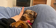 Betty Boo is registered to the contest to win money with this photo: black, blanket, brown, canine, comfort, cozy, dog, furniture, hand, home, indoor, nail_polish, pet, pink, puppy, relaxation, resting, shelf, sleeping, television