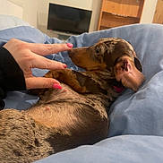 Betty Boo joined the competition — help win amazing prizes! bedroom, blanket, blue_blanket, cozy, cute, dachshund, dog, domestic, furniture, hand, indoor, lying_down, nails, pet, playing, puppy, relaxing, soft, television, wooden_shelf