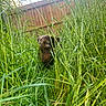 Betty Boo joined the competition — help win amazing prizes! animal, backyard, canine, curious, daylight, dog, exploration, fence, grass, greenery, hidden, nature, outdoor, pet, playful, spotted, summer, sunlight, tall_grass, yard
