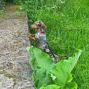 Betty Boo joined the competition — help win amazing prizes! dog, dachshund, pet, outdoor, greenery, grass, leaf, stone, curious, nature, animal, collar, leash, small_dog, garden, side_view, standing, plants, exploration, summer