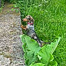animal, collar, curious, dachshund, dog, exploration, garden, grass, greenery, leaf, leash, nature, outdoor, pet, plants, side_view, small_dog, standing, stone, summer